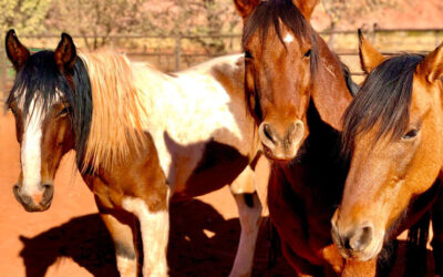 What Wild Horses Taught Me About Trust and Love